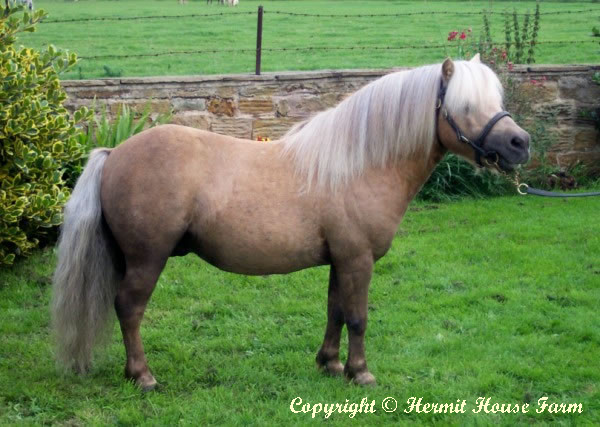 castlebrook tom thumb